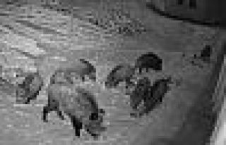 Aç kalan domuzlar üniversite kampüsüne indi