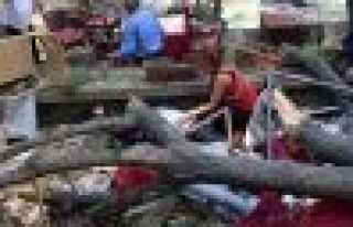 Ağaç devrilmesi sonucu yaralanan Özpeynirci hayatını...