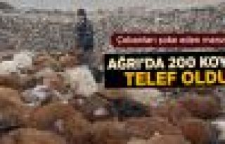 Ağrı'da Kurt Sürüsü 200 Koyunu Telef Etti 