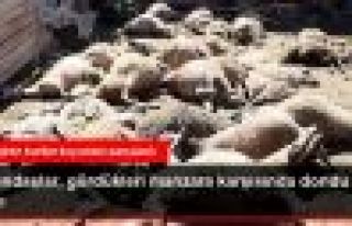 Antalya'da Ağıla Giren Kurtlar 13 Koyunu Telef Etti