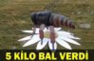 Arı Heykeli 5 Kilo Bal Verdi 