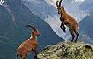 Bakanlık, Dersim'deki dağ keçilerini avlatmak için...