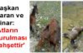 Başkan Baran ve Dinar: 'Atların vurulması vahşettir'