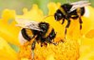 Brezilya'da 500 milyondan fazla arı öldü