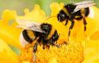 Brezilya'da 500 milyondan fazla arı öldü