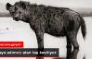 Bu göl canlıları taşa çeviriyor