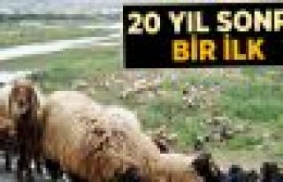 Çözüm Süreci, Sürüleri Cudi Eteklerine Çıkardı