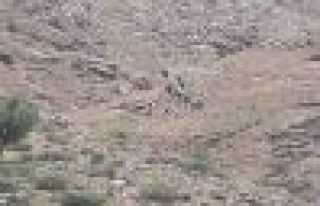 Çukurca'da gözaltına alınan 20 kişi serbest