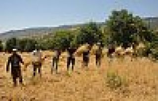 Derecik'te 37 derece sıcaklıkta buğday hasadı