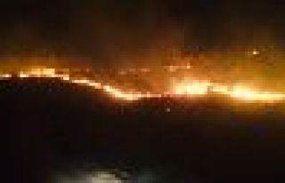 Diyarbakır Ergani'de orman yangını