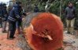 Erdoğan: Yalova'dakiler ağaç değil mi, neredesiniz...