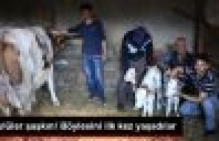 Eskişehir'in Seyitgazi İlçesinde Bir İnek Üçüz...