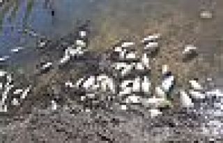 Girdev Gölü'nde binlerce balık telef oldu