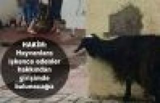 HAKİM: Hayvanlara işkence edenler hakkından girişimde...