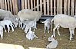 Hakkari’de Fransa koyunu dönemi