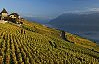 Haşere ilaçları beyin hasarına yol açıyor