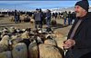 Hayvan üreticileri protesto edince Van canlı hayvan...