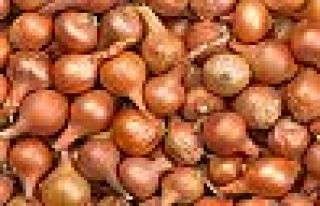 İthal soğanda gümrük vergisi sıfırlandı