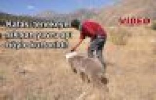 Kafası tenekeye sıkışan yavru ayı böyle kurtarıldı!