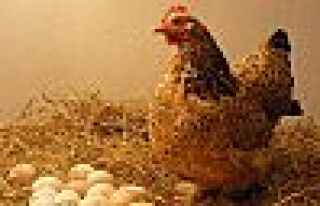 Kanser ve hepatit tedavisi için ‘Altın Yumurtlayan’...