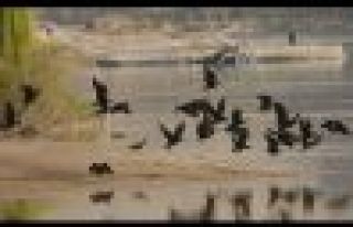 Kelaynak kuşları Palmira'da mahsur kaldı!