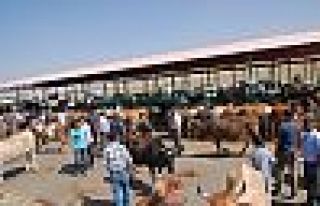 Kurbanlıklar zamlı, satıcılar dertli: Götürüp...