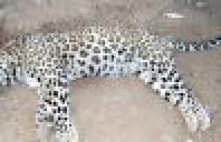 Leoparı öldüren çobana para cezası verilecek