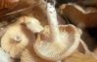 Mantar faciası!.. 2 ölü, biri komada!