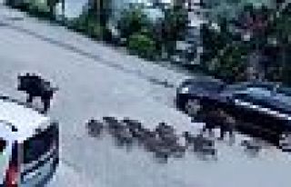 Marmaris'te domuz sürüsü