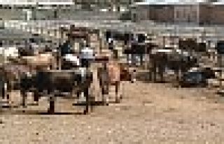 Özalp'te hayvan pazarı kapatıldı