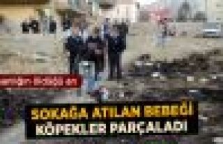 Poşette Sokağa Atılan Bebeği Köpekler Parçaladı...