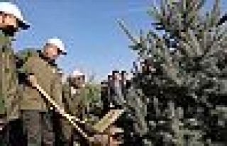 Rekor için dikilen 10 milyon fidan kurudu