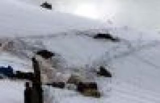 Roboski'de öldürülen katırlar için suç duyurusu