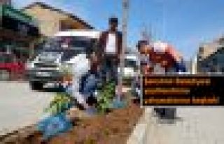 Şemdinli Belediyesi'nden yeşillendirme çalışması...