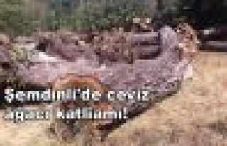Şemdinli'de ceviz ağacı katliamı!