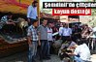 Şemdinli'de çiftçilere koyun desteği!