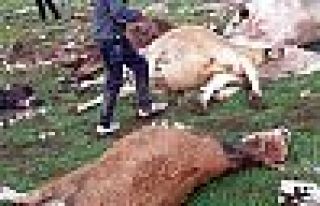 Sürüye yıldırım düştü; 15 inek telef oldu