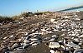 Tarsus sahillerinde binlerce balık öldü