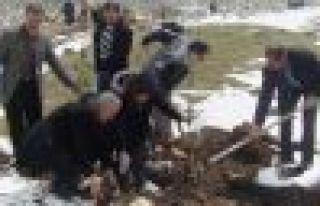 Tendürek'te fidan festivali 2 hafta gecikmeyle yapılabildi