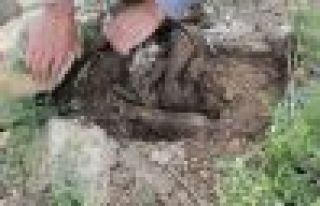 Toplu mezarın üstü örtüldü iddiası