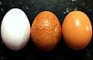 'Türkiye'de de zehirli yumurta bulundu'