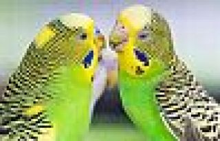 Van Cezaevi'nde dişi kuşa yasak... Gerekçe: Çiftleşebilirler