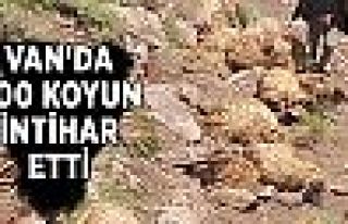 Van'da 500 koyun intihar etti 