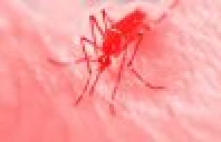 WHO: Zika virüsü bu yaz Avrupa'ya ulaşabilir