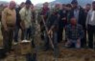 Yırca'da sökülen 6 bin zeytin ağacının yerine...