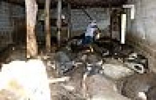 Yüksekova'da 50 büyükbaş hayvan havasızlıktan...