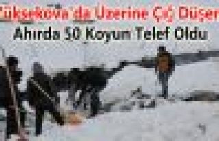 Yüksekova'da Üzerine Çığ Düşen Ahırda 50 Koyun...