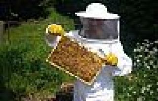Zirai ilaçlar arıların ölümüne yol açıyor 