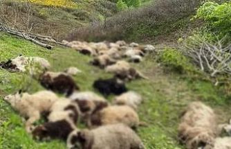 Ayıların saldırdığı sürüde 76 koyun öldü, 10 koyun kayıp
