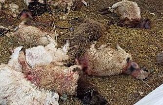 Yüksekova Salkımlı köyünde kurt saldırısı: 17 Koyun öldü